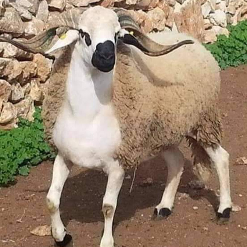 Mouton de l'Aïd El Adha — Campagne 2026 MRE & Généreux
